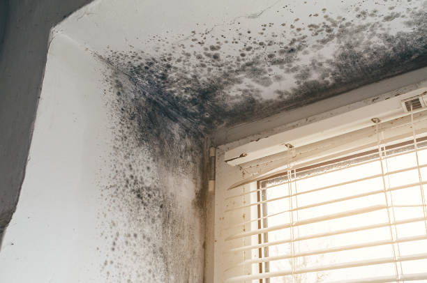 Affordable Mold Cleanup solutions in Dedham, MA
